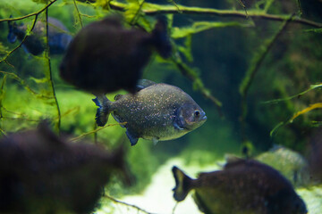 Piranha