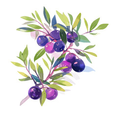 Acai Berry Plant with Fruit Watercolor Flat Illustration | Tropical Superfood Artwork for Logos & Digital Designs  
