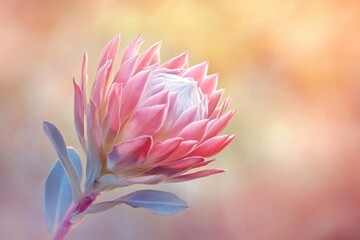 Fototapeta premium A delicate pink King Protea flower blooms, showcasing its vibrant petals against a soft, blurred background.