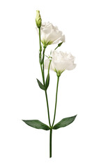 White Eustoma flower with leaves and buds isolated on white background. Design element for creating floral arrangements, collages, frames, wedding cards, invitations.