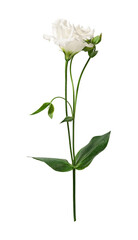 White Eustoma flower isolated on white background. Design element for creating floral arrangements, collages, frames, wedding cards, invitations.