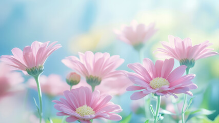 Fototapeta premium Vibrant Pink Chrysanthemums Bloom Under Soft Sunlight in a Tranquil Garden Oasis