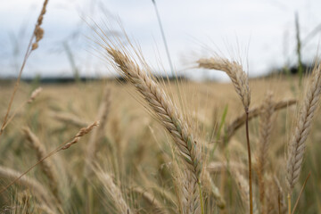 Barley in the country field