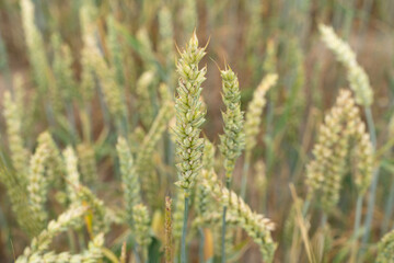 Wheat in the farm field in spring 