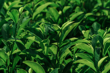 Closeup of lush green leaves in their natural setting, rich with ecosystem beauty