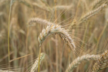 Farm field with barley cereals