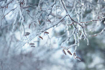 branches with buds in ice. Winter natural frosty background