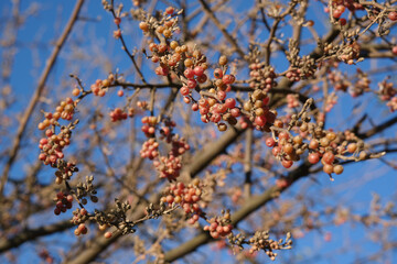 Fruits of Elaeagnus umbellata is known as Japanese silverberry, umbellata oleaster, autumn olive, autumn elaeagnus, spreading oleaster or autumn berry close-up.