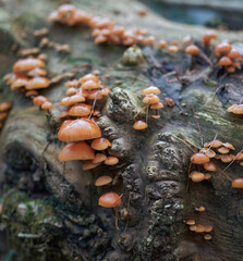 Young Flammulina velutipes, an edible mushroom close-up in the natural environment