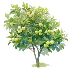 Australian Finger Lime Tree with Fruit Watercolor Flat Illustration | Unique Citrus Artwork for Logos & Digital Designs  
