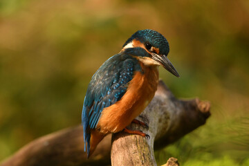 Eisvogel