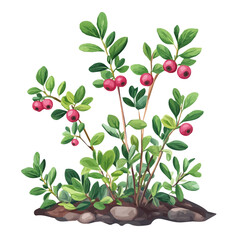 Bearberry Plant with Fruit – Delicate Watercolor Botanical Illustration, Berry-Laden Plant Painting, Nature-Inspired Artwork, Vibrant Bearberry Design.  
