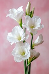 Beautiful white spring flowers on pastel pink background