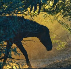 Wild Horse Silhouette in Forest