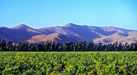 Videiras no vale do Rio Elqui. Chile.