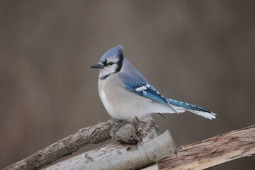 Blue Jays in winter