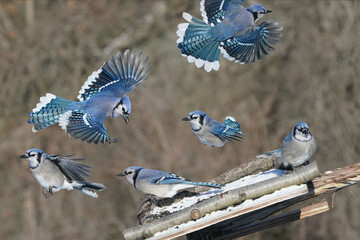 Blue Jays in winter