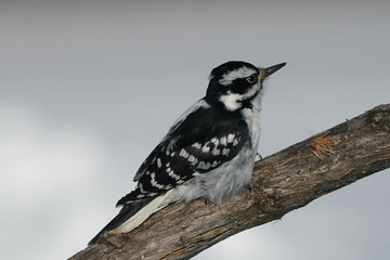 Hairy Woodpeckers in intense cold and winds 