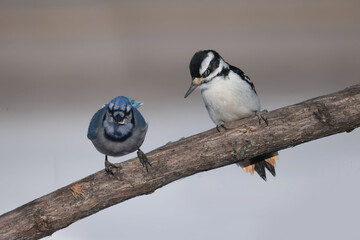 Hairy Woodpeckers in intense cold and winds 