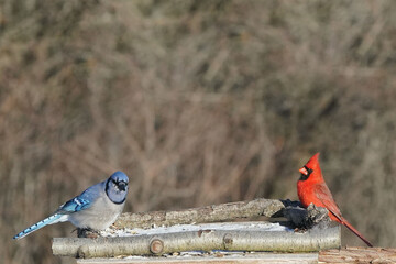 Blue Jays in winter on freezing winter day