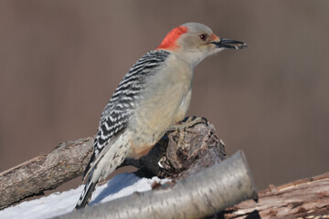 Red Bellied woodpecker female