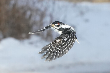 Hairy Woodpeckers in intense cold and winds 