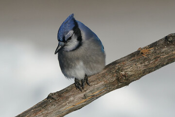 Blue Jays in winter