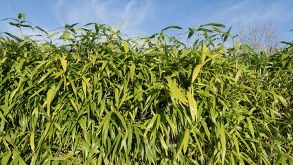 Haie de bambous	d'un jardin