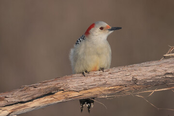 Red Bellied woodpeckers in winter