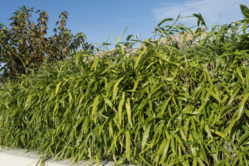 Haie de bambous	d'un jardin