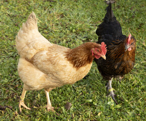 Poules rousse et noire