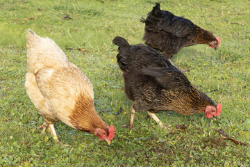 Poules rousse et noire