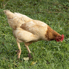 Poules rousse et noire