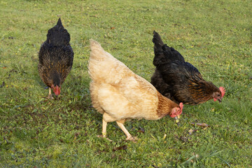 Poules rousse et noire