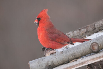 Cardinals in winter windy freezing day