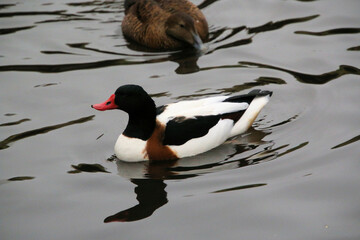 A close up of a Shelduck at Martin Mere Nature Reserve