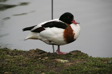 A close up of a Shelduck at Martin Mere Nature Reserve