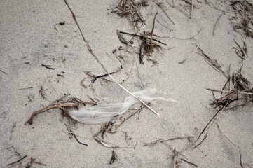 Wild sea lanscape polluted by a plastic garbage. Photoproject against pollution