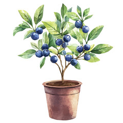 Blueberry Bush with Fruit – Fresh Watercolor Vector Illustration, Berry-Laden Bush Design, Nature-Inspired Artwork, Vibrant Blueberry Bush with Ripe Fruits Vector.  
