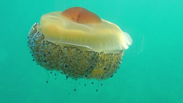 Fried egg jellyfish (Cotylorhiza tuberculata). A beautiful jellyfish swims in the Mediterranean Sea. Jellyfish dancing in dark blue sea wate, mediterranean jellyfish. jelly fish in Mediterranean sea.