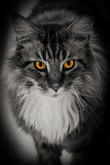 my mainecoon