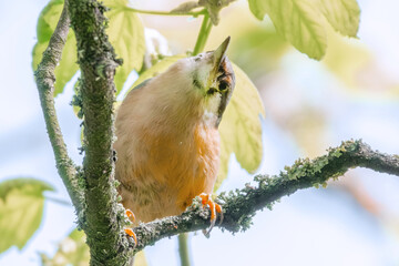 Aufmerksam schauender Kleiber im Baum