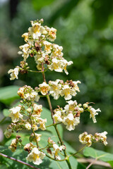 Close up of yellow catalpa (catalpa ovata) flowers in bloom