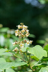 Close up of yellow catalpa (catalpa ovata) flowers in bloom