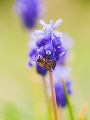 Bee