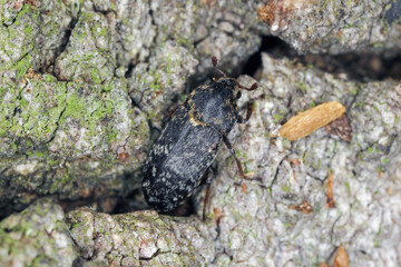 The skin beetle, Dermestidae of the species Dermestes gyllenhalii on bart of tree.