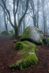 Mysticism in the Sintra mountains in Portugal, mossy rocks and trees intertwined in the fog.