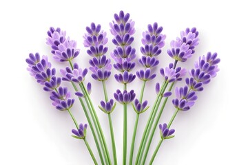 Obraz premium Lavender flowers isolated on a white background.