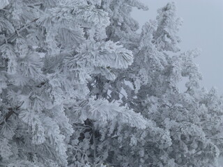 detail of a snow covered pine trees