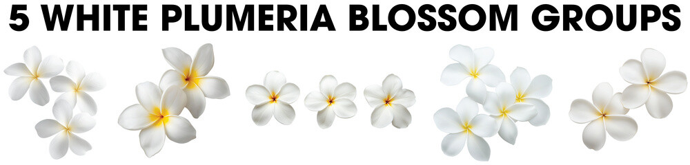 Naklejka premium Group of white Plumeria tropical frangipani flower single blossom blooms top view isolated on transparent background. 